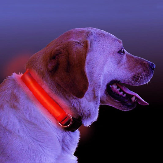 LED Light Up Dog Collar - DPKL Sales